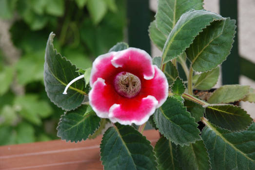 Gloxinia III