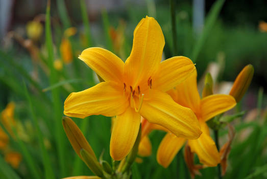 Yellow Lily