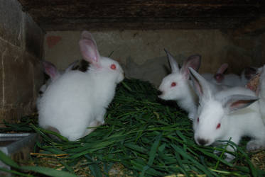 Rabbits 01