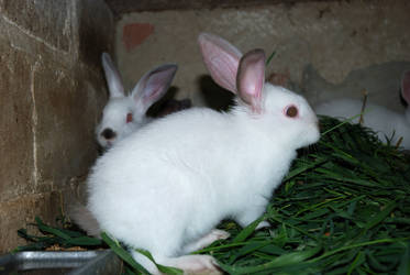 Rabbits 02