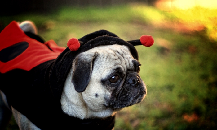 Lady Pug 2