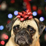 Christmas Pug