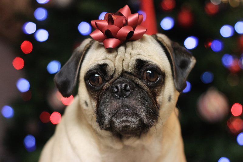 Christmas Pug 2