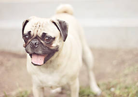 Spring Pug