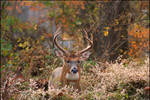 Whitetail Buck by Bellayona