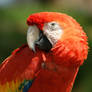 Scarlet Macaw Portrait