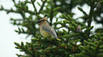 Waxwing 2 by Bellayona