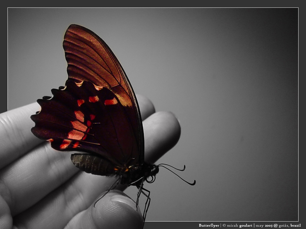Жизнь похожа. Жизнь похожа на бабочку. Счастье где то рядом оглянись. Счастье где то рядом картинки. Счастье гдето рядом.