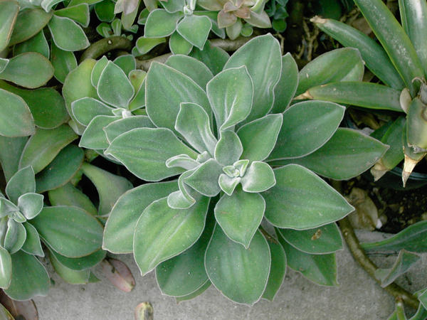 Naturally Sharp by angy21us on DeviantArt