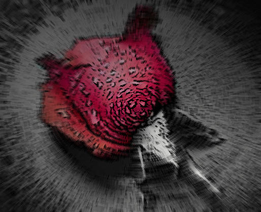 Torn Rose by Thechokolate on DeviantArt