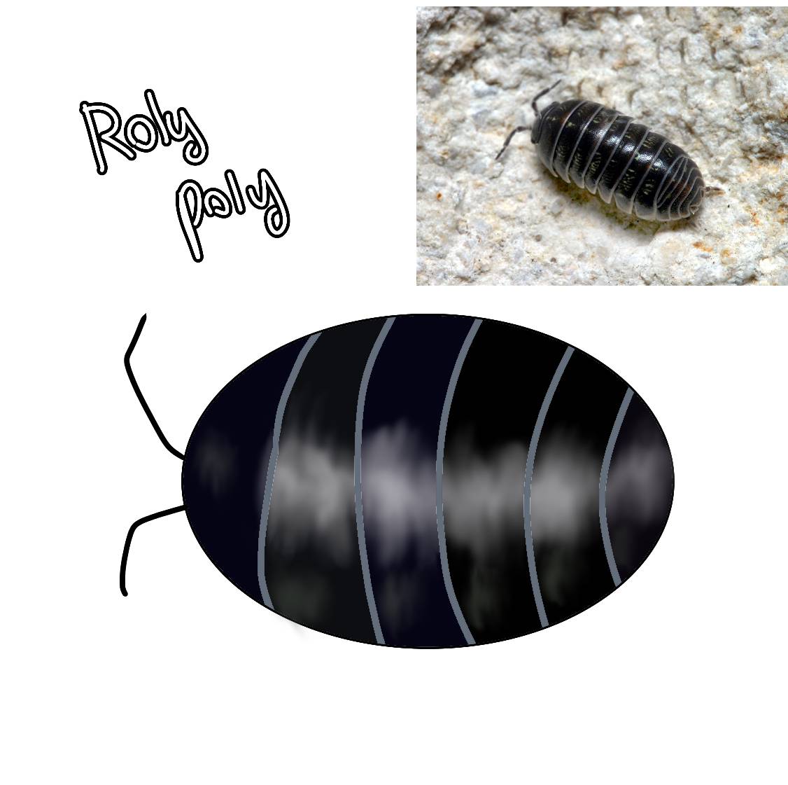 I made roly poly art!!!!!! by daveandbambifan12 on DeviantArt