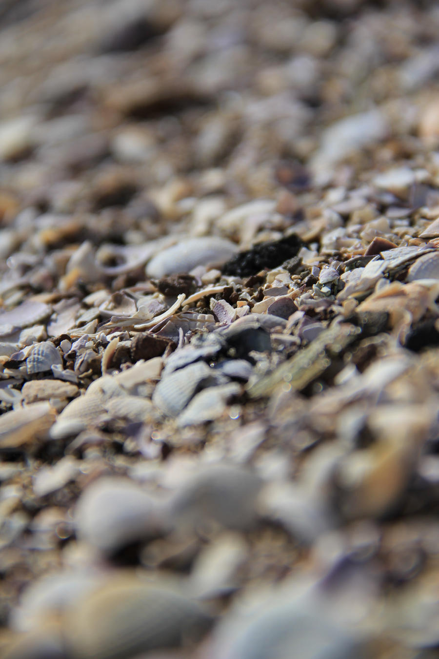 Lines among Shells