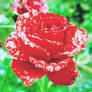 Ice Rose