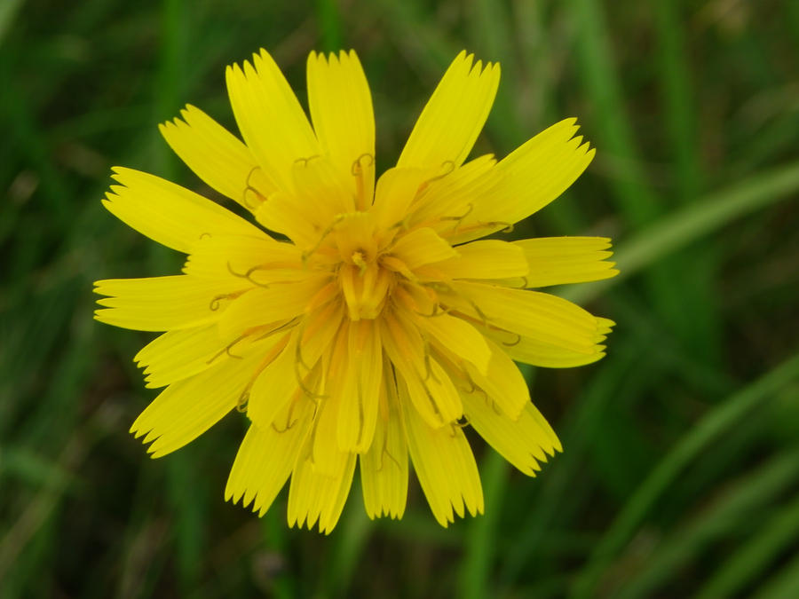 Dandilion