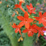 Zoo Flowers