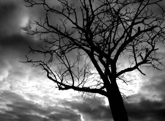 Alone Tree