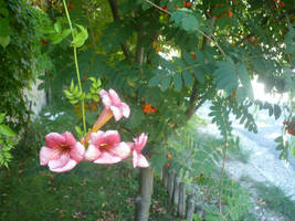 Pink Flowers