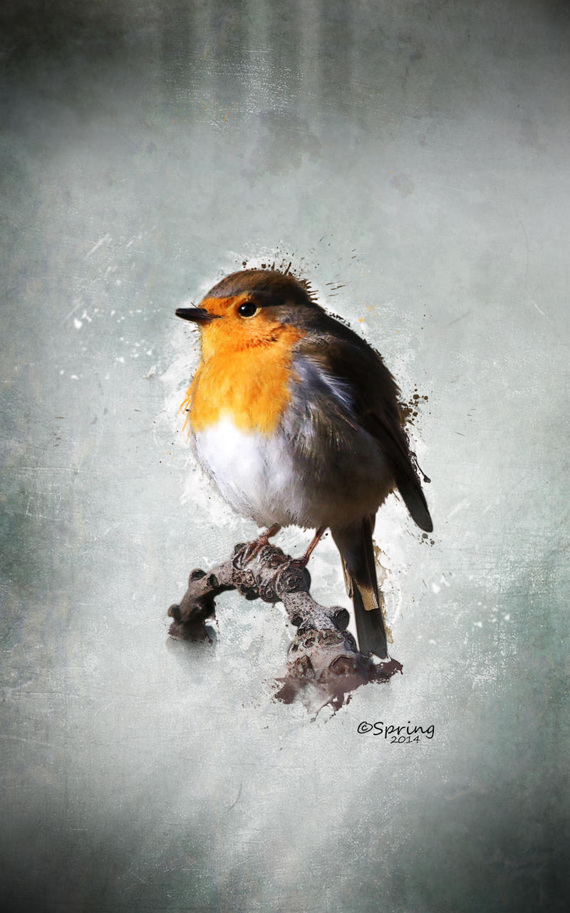 Fluffy robin