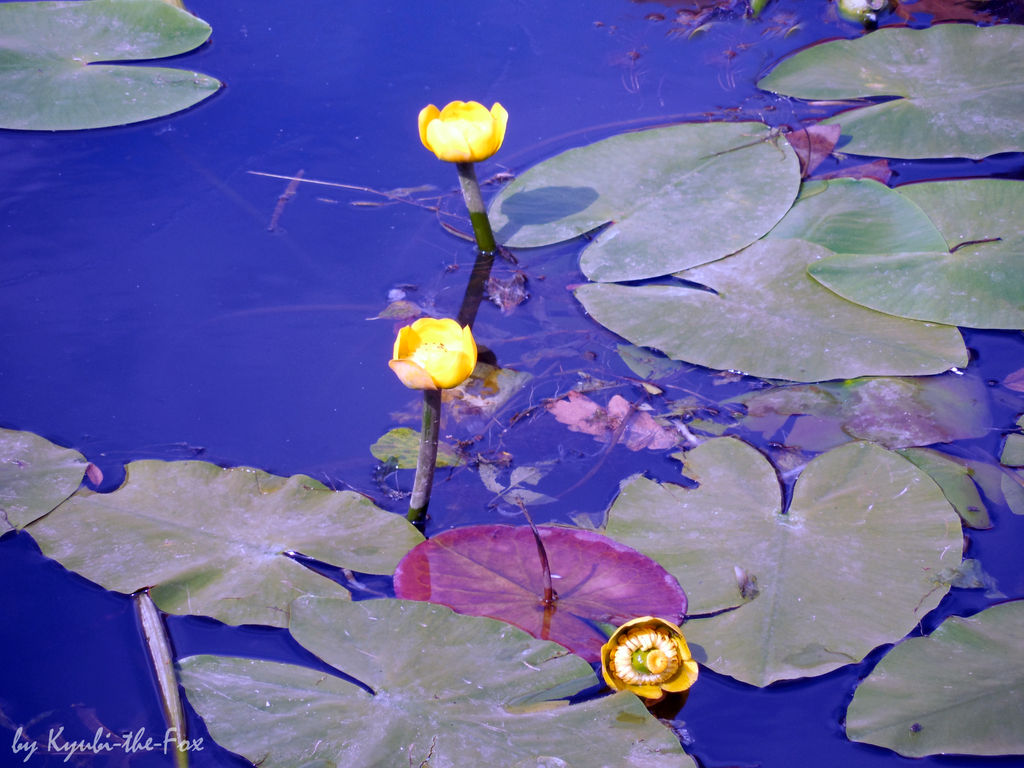 Water Lilies