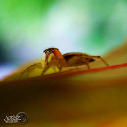 Orange Jumping Spider