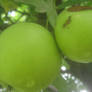 Twin Apples