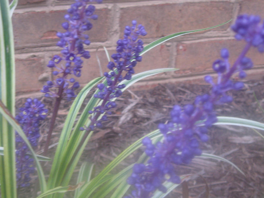 Purple flowers