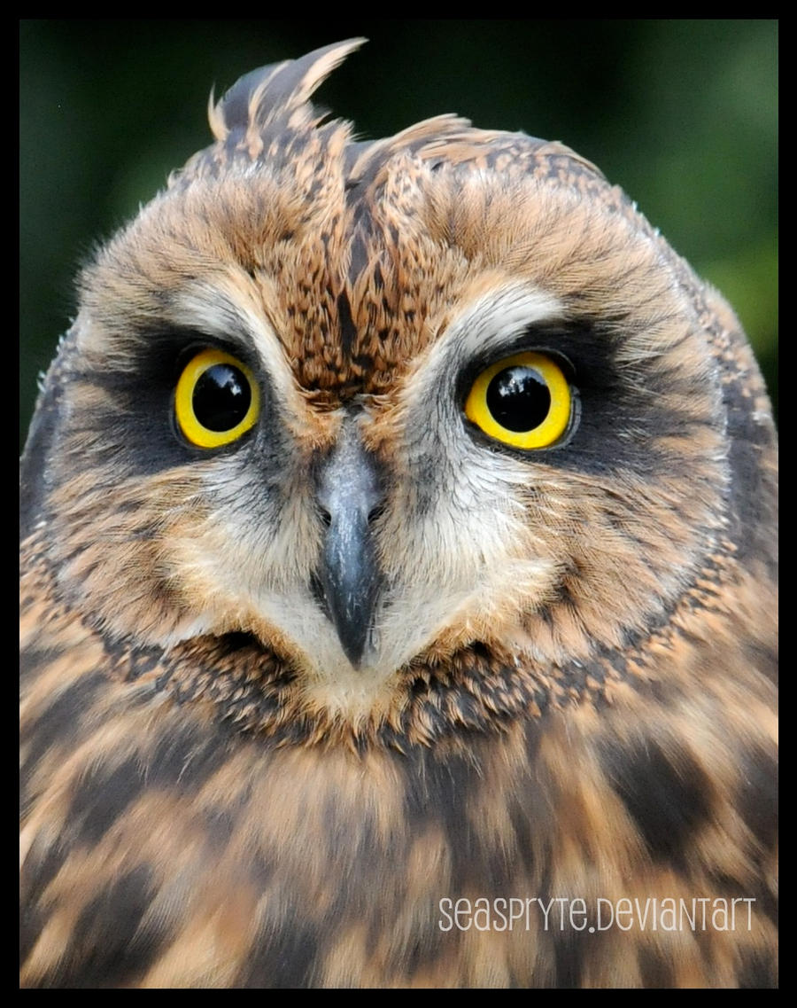 An Owl's Gaze...