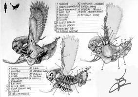 Anatomy of the Harpy