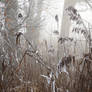 no man's misty place