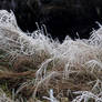 frozen motion