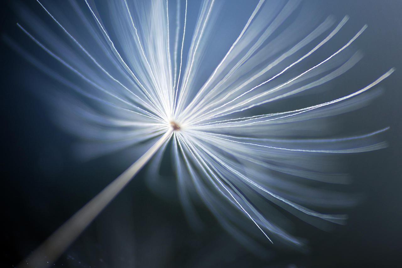 dandelion seed