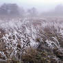 many dreams have faded away