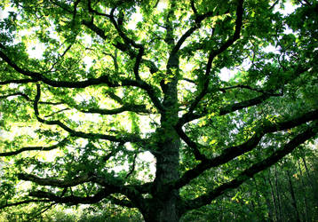 Branches of the Oak Tree