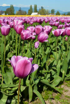 The Tulip Fields