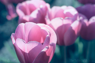 The Tulip Fields 3