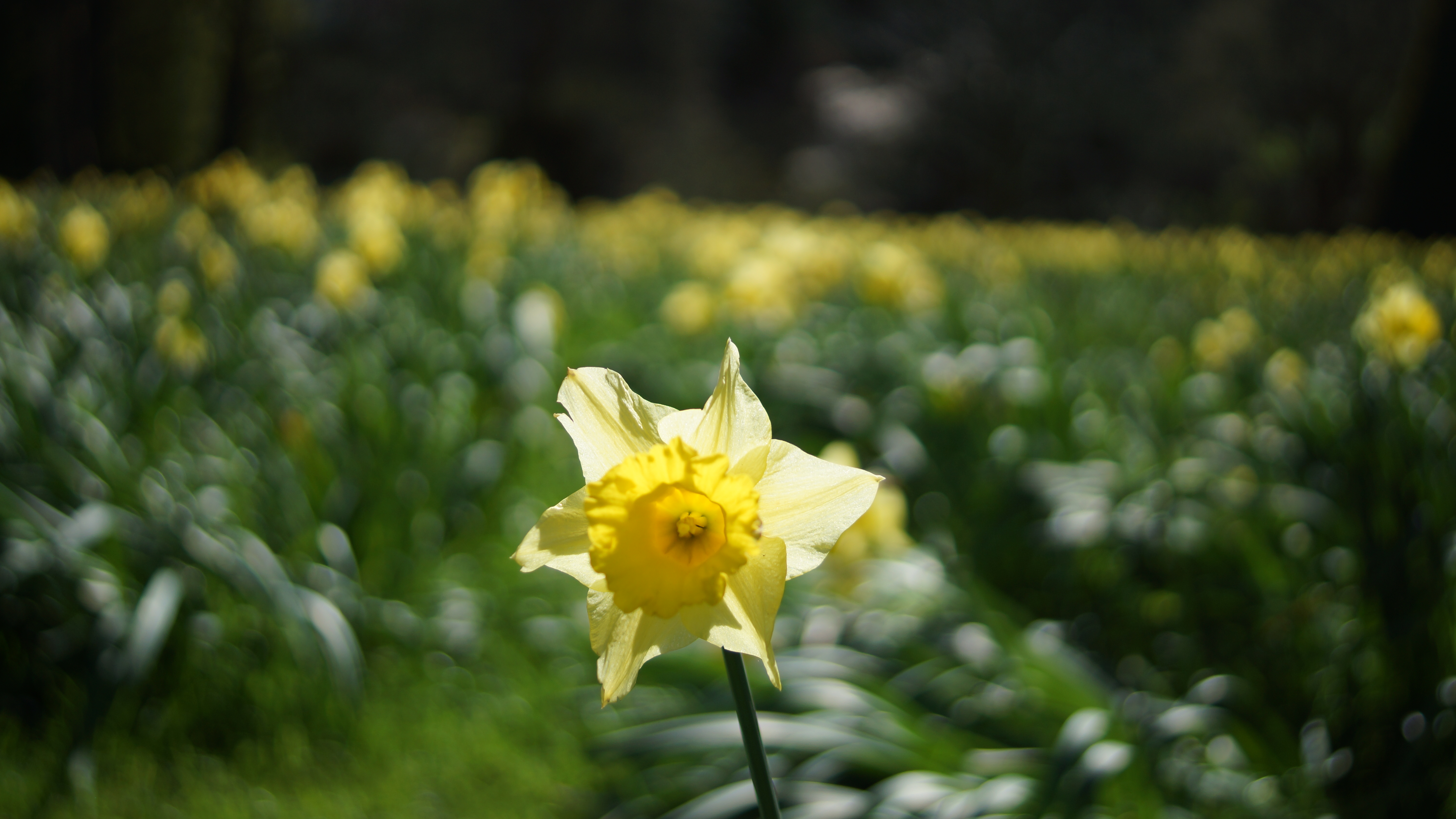 Daffodil