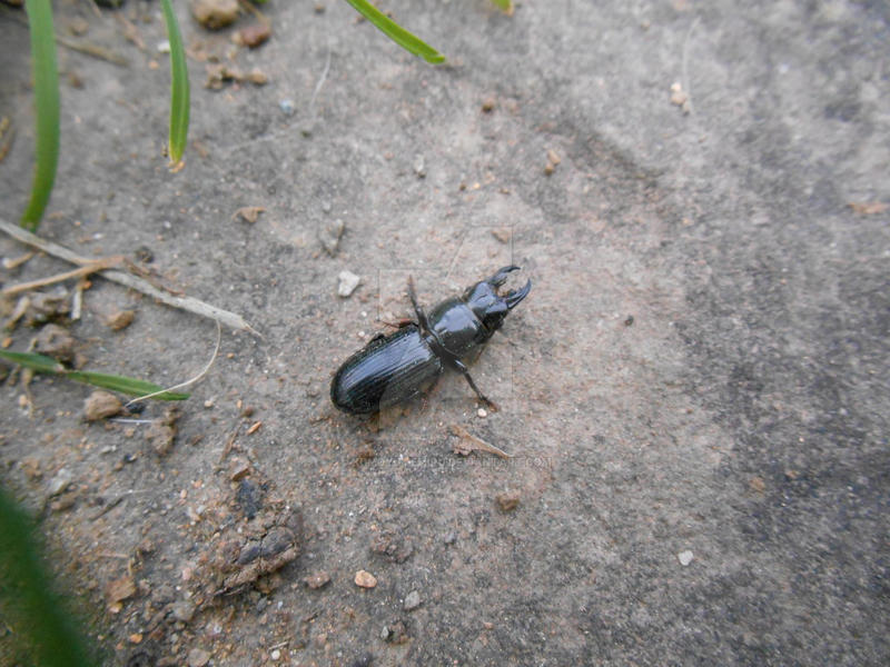 Demu Insect Untitled by KumoYumeMiru on DeviantArt