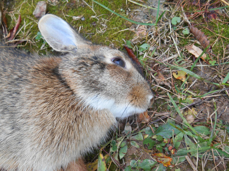 Kumoamu Rabbit Untitled by KumoYumeMiru on DeviantArt