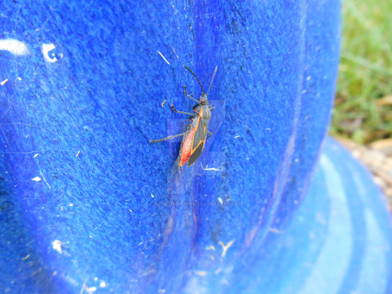 Demu Insect Untitled by KumoYumeMiru on DeviantArt