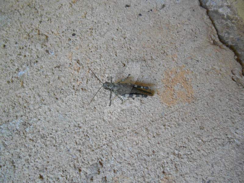 Demu Insect Untitled by KumoYumeMiru on DeviantArt