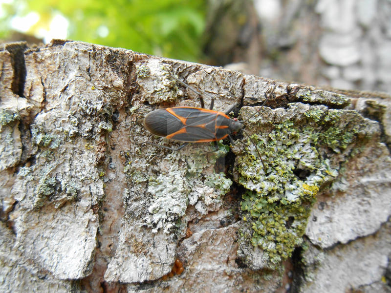 Demu Insect Untitled by KumoYumeMiru on DeviantArt