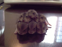 A Pile Of Baby Hamsters