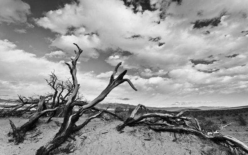 Dead Trees at Mesquite Dunes