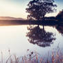 Reeds and a Tree Reflected