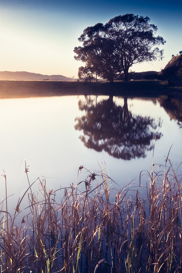 Reeds and a Tree Reflected