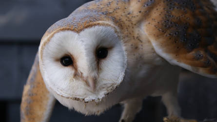 Barn owl