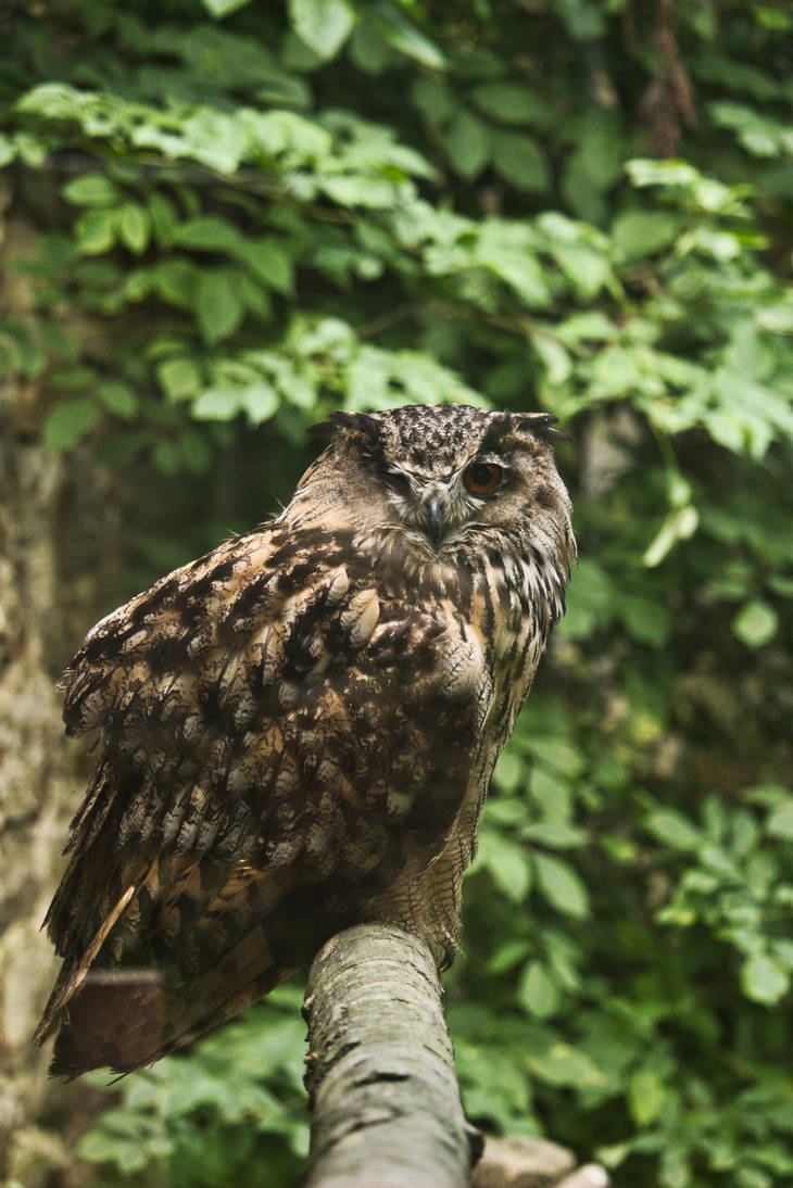 Hibou Grand Duc By Illayade On Deviantart Hibou Grand Duc By Illayade On Deviantart