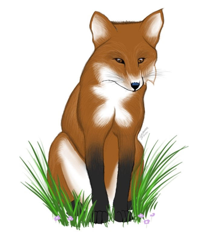 Red Fox by Alkonavi on DeviantArt