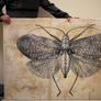 Moth canvas