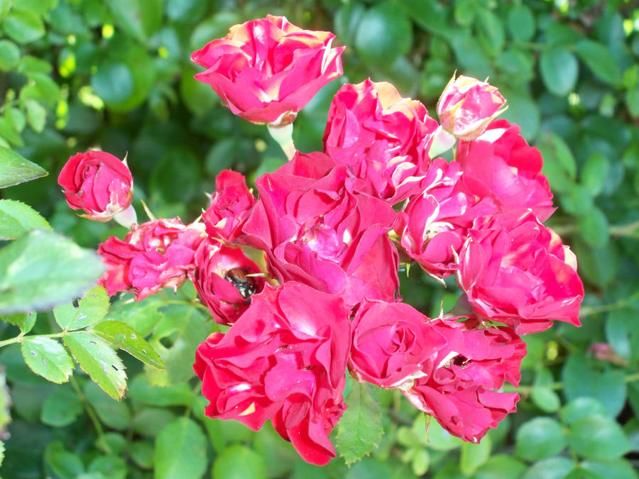 June bug eating away the roses by rahmmh on DeviantArt